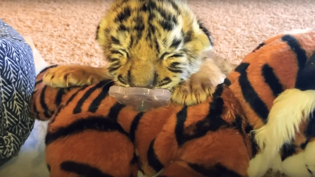 Rettung eines Tigerjungen
