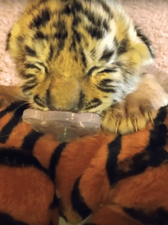 tiger cub rescue