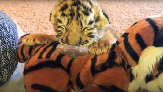 Tiniest Tiger Cub Brave Journey From Being Rescued To A Wild Man Now