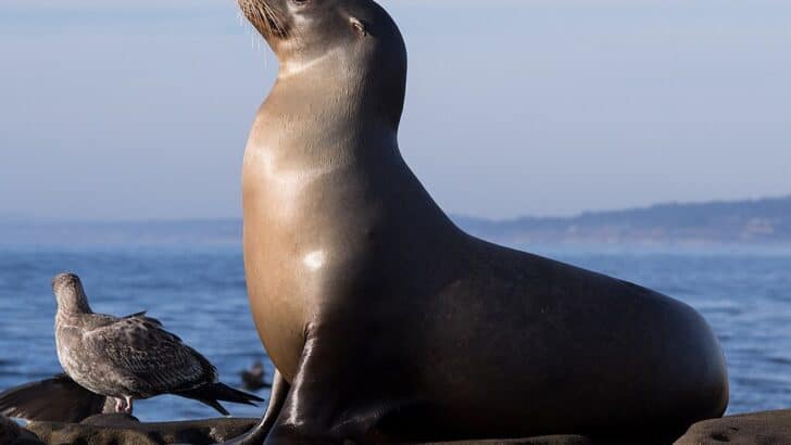 Why Sea Lions Are Taking Over America&rsquo;s Beaches