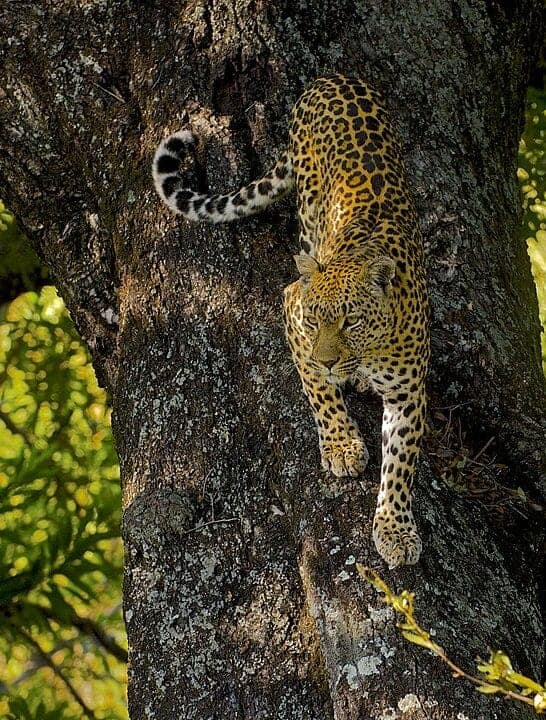 Watch: Leopard Jumps from 9 Metres in a Risky Prey Ambush