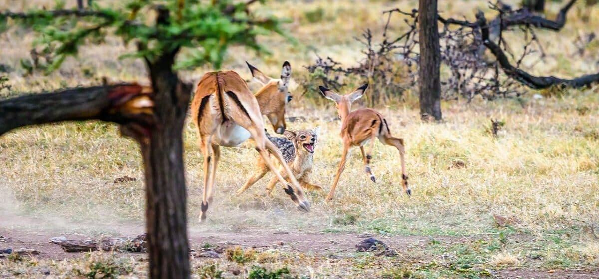 baby impala being attacked
