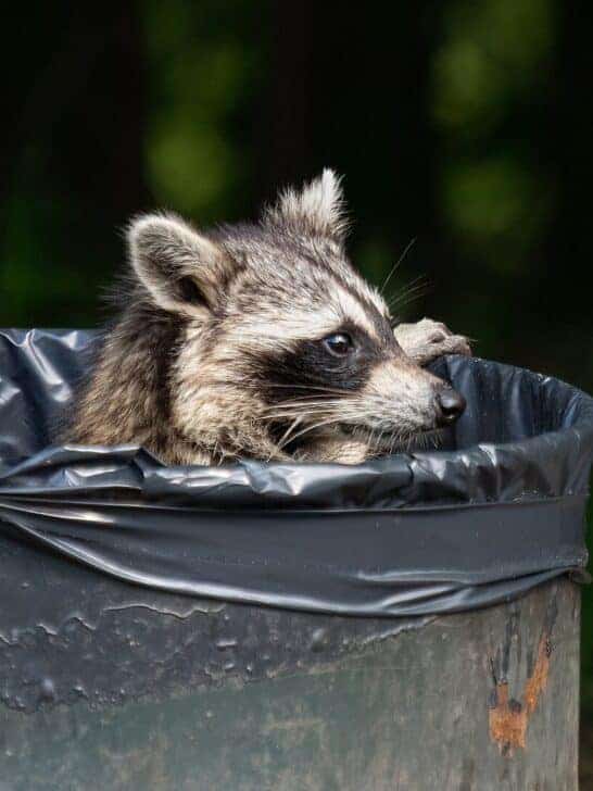 17 Reasons Why Raccoons Are Undeserving of the Title of Trash Pandas