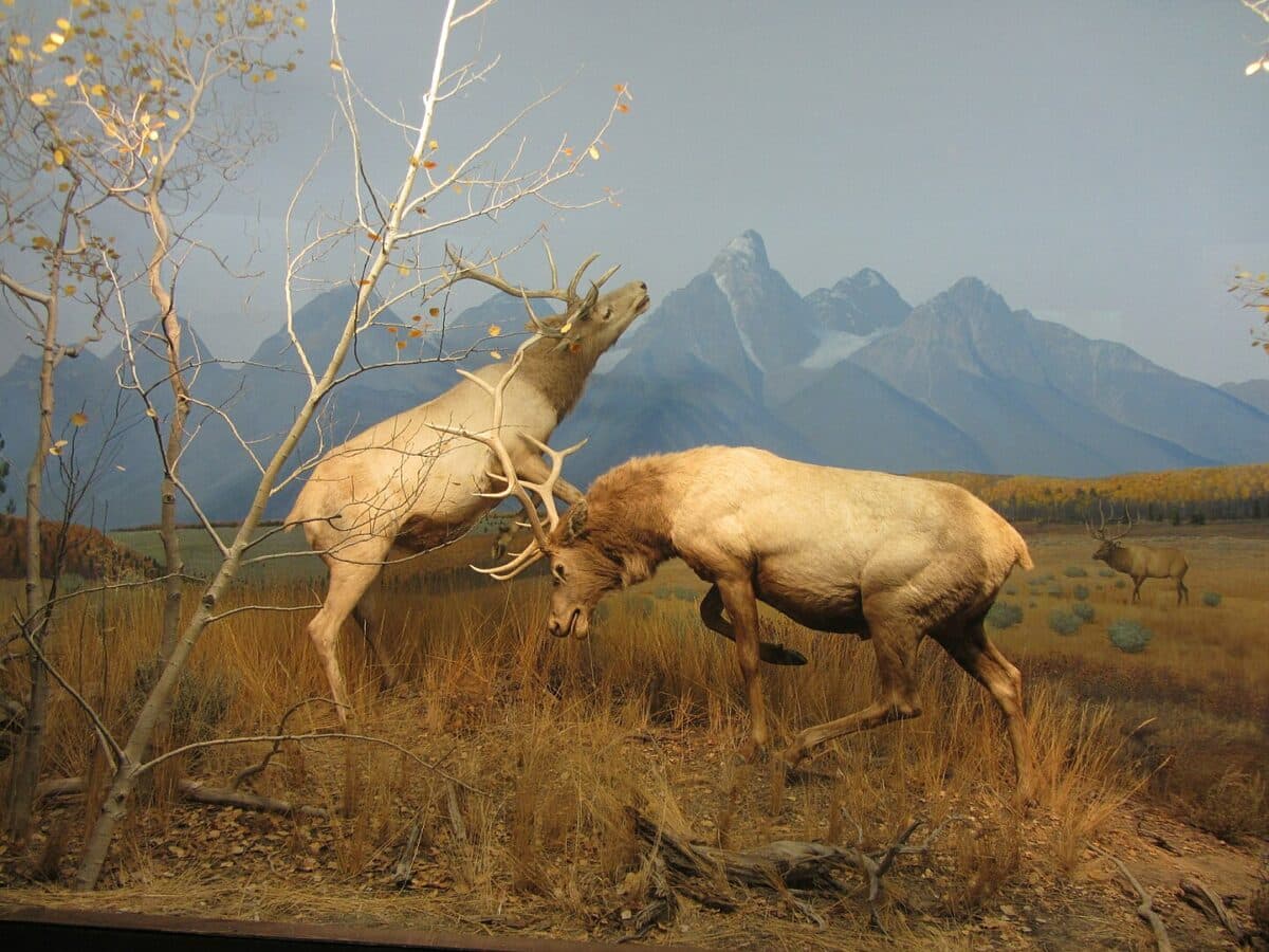 two bull elks fighting 