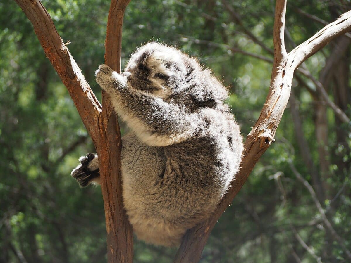 koala snoozing in tree