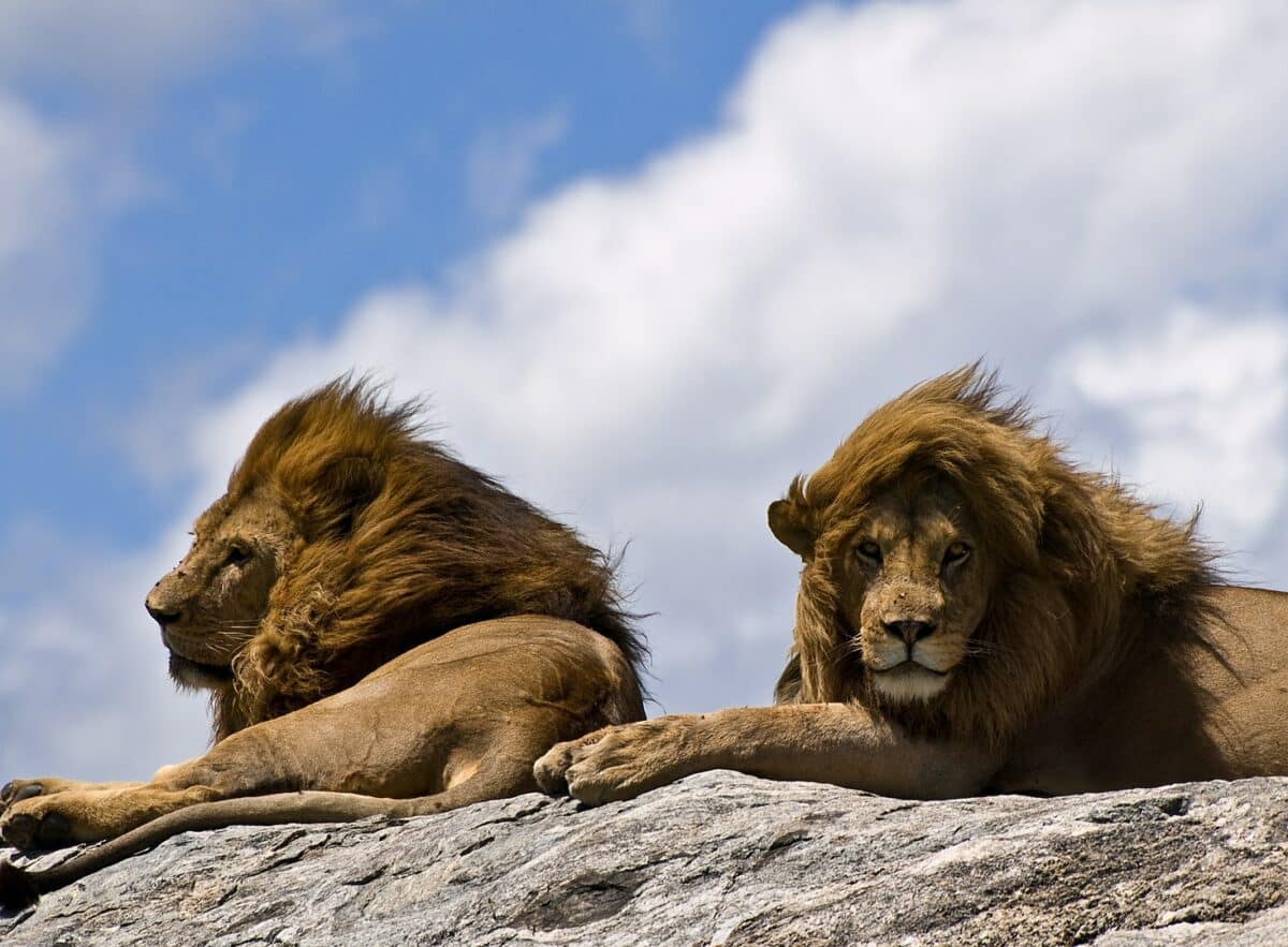 two male lions 