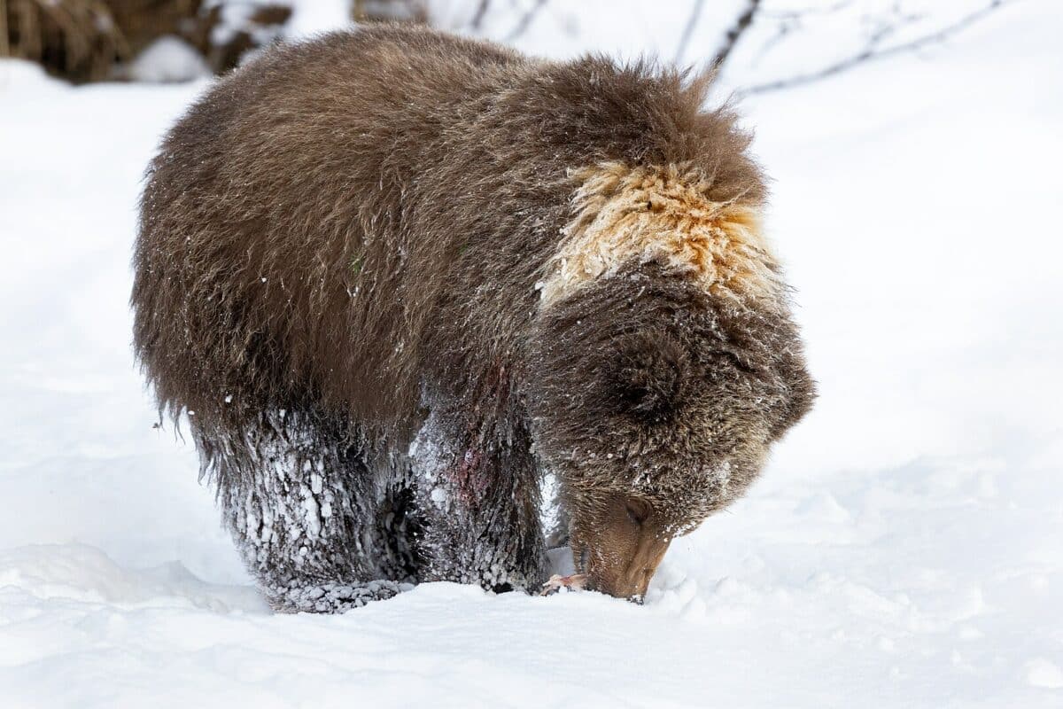 bear in snow