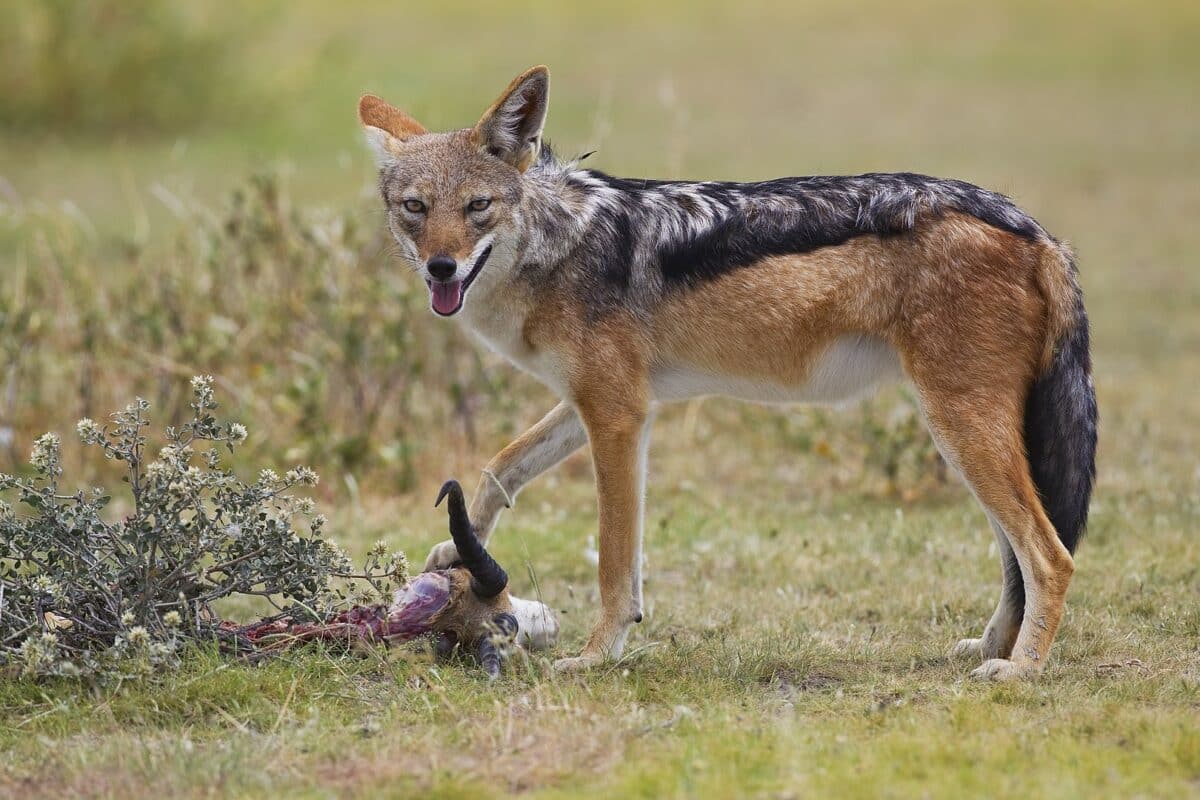 jackal standing over prey