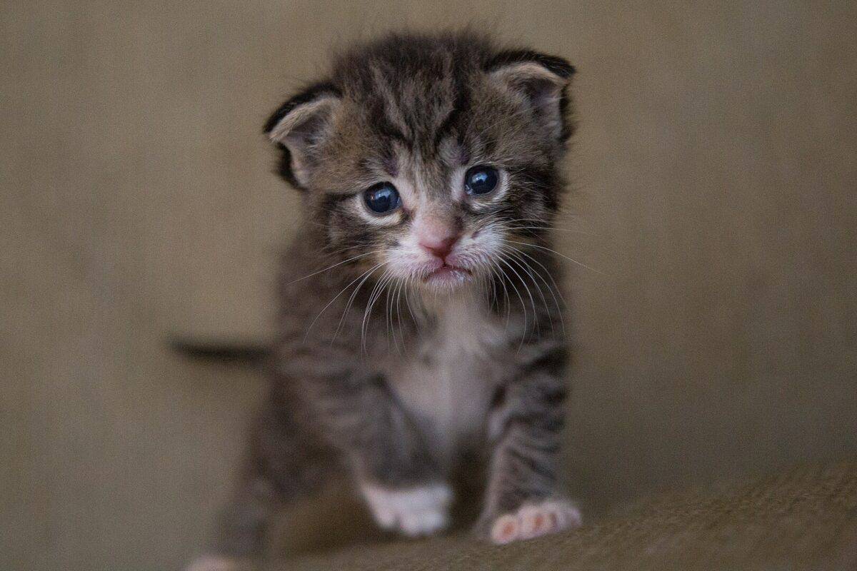 kitten