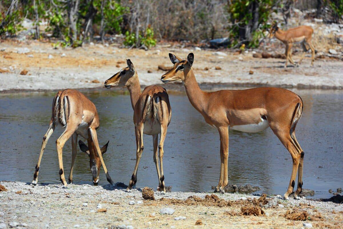 impalas by watering hole