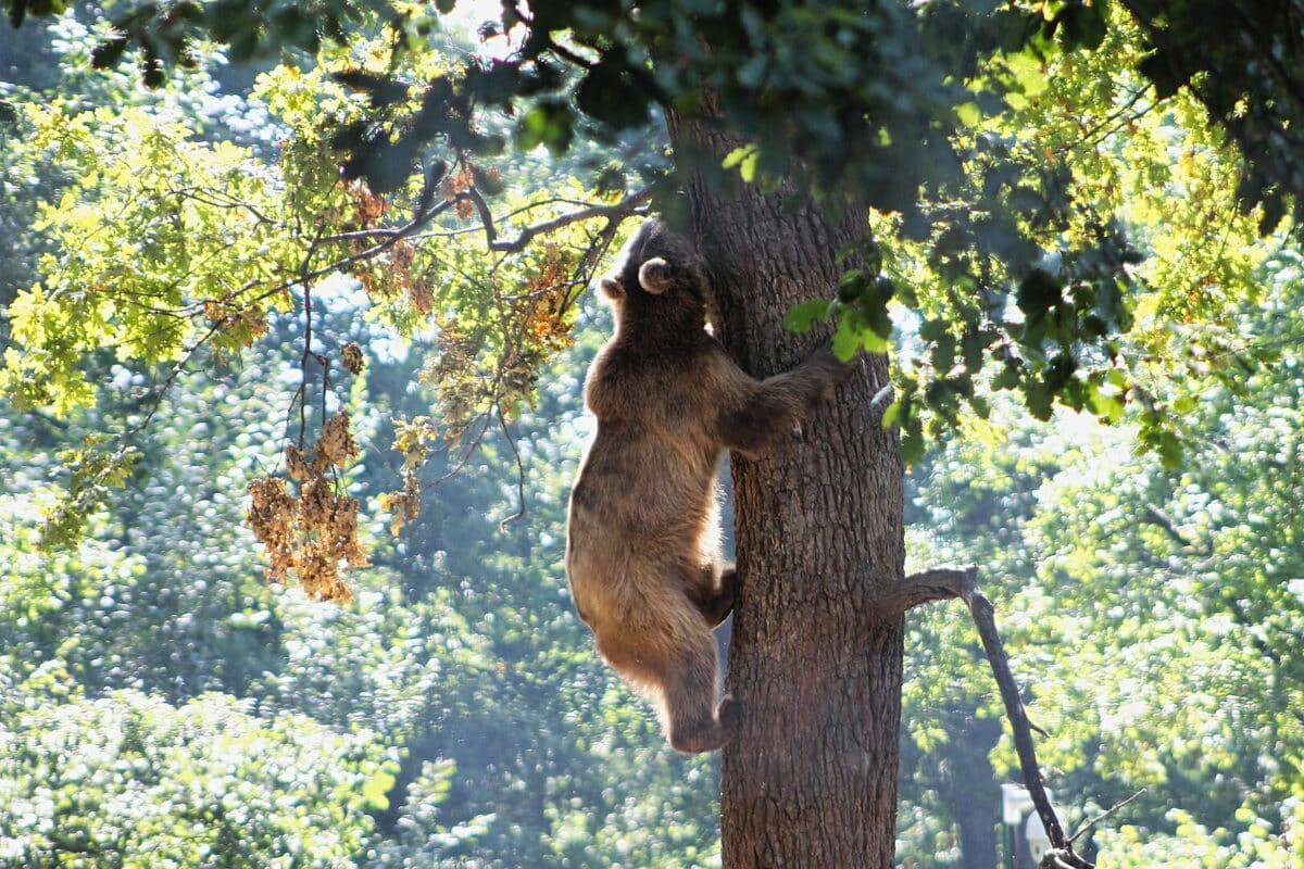 bear climbing tree