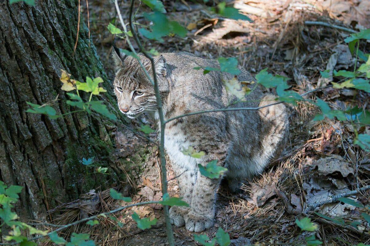 bobcat hiding in bushes