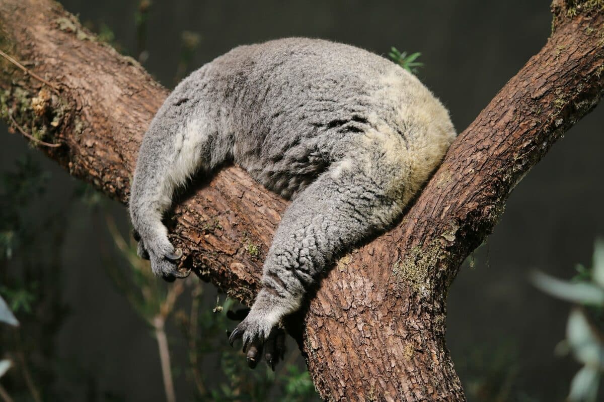 sleeping koala