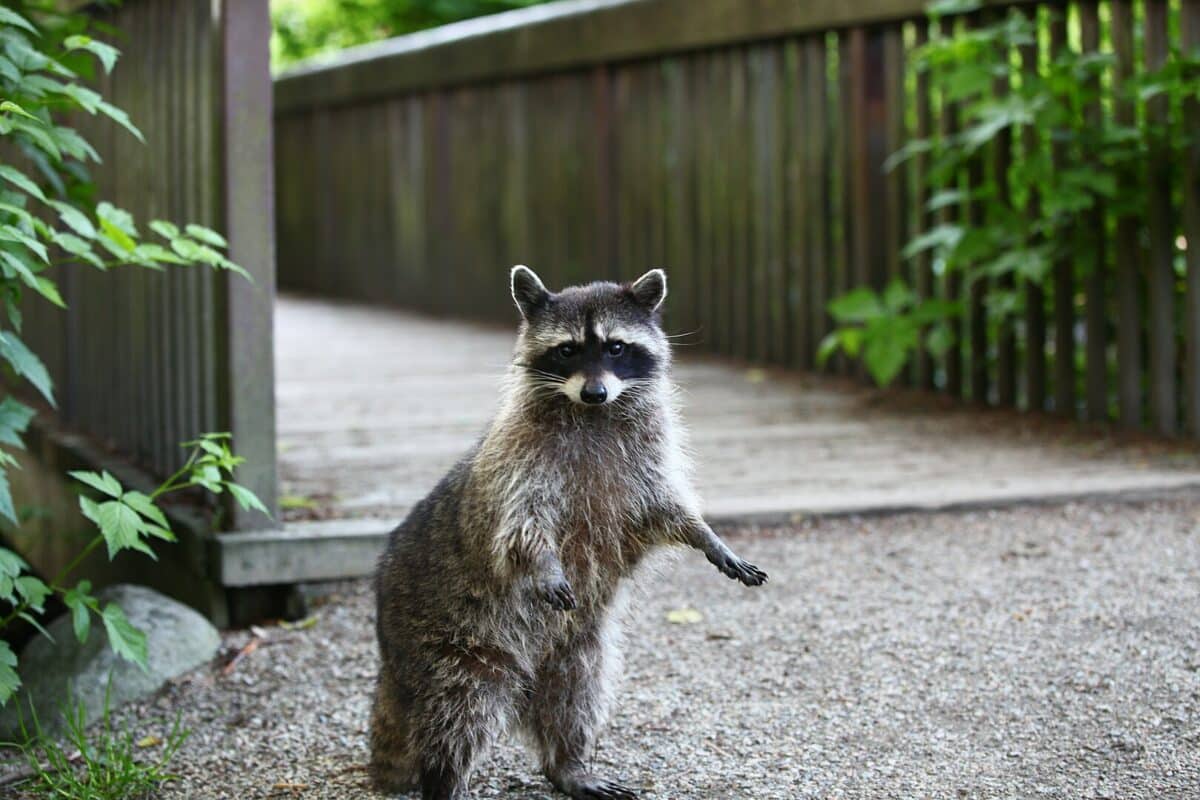 raccoon in driveway