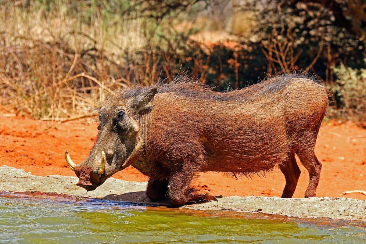 warthog drinking