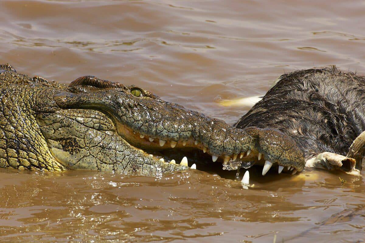 crocodile with its prey