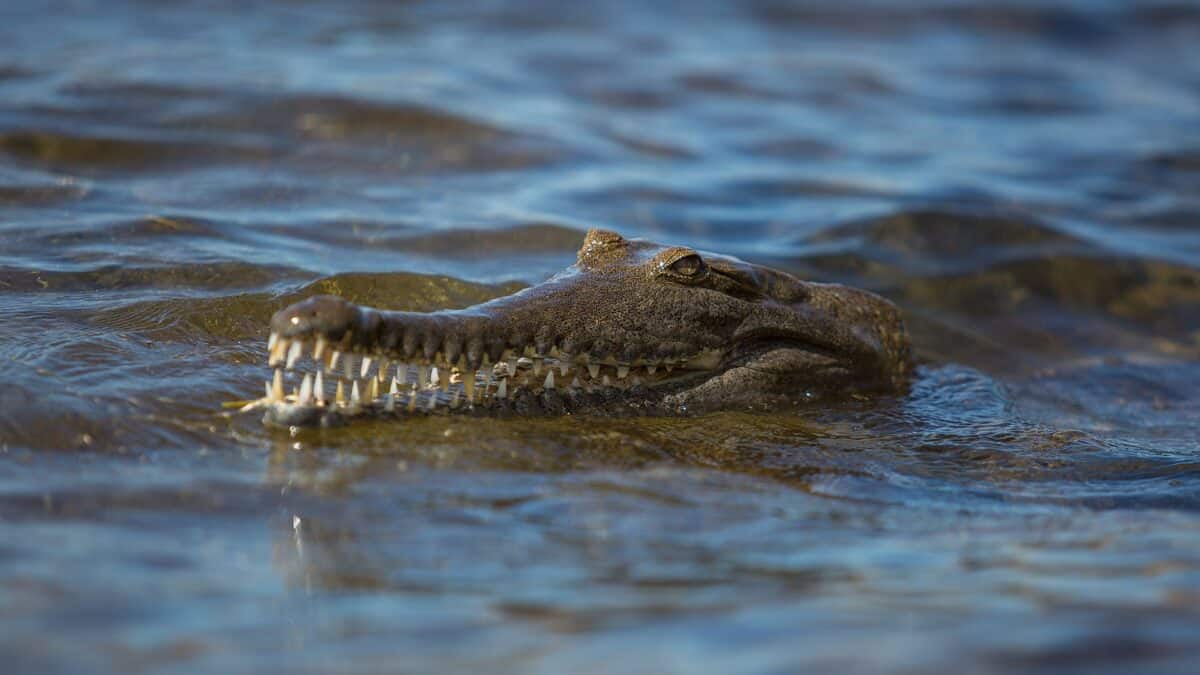 australian crocodile