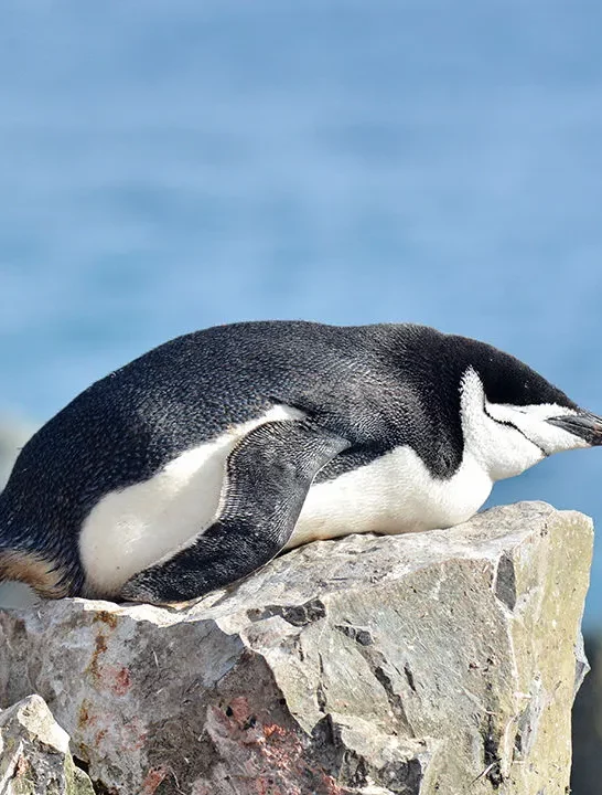 🐧 Did You Know? Nesting Penguins Nap Almost 10,000 Times a Day!