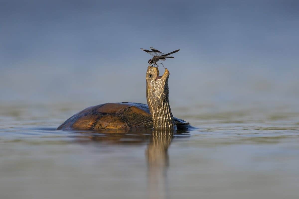 Winners of 2023's Comedy Wildlife Photography Awards.