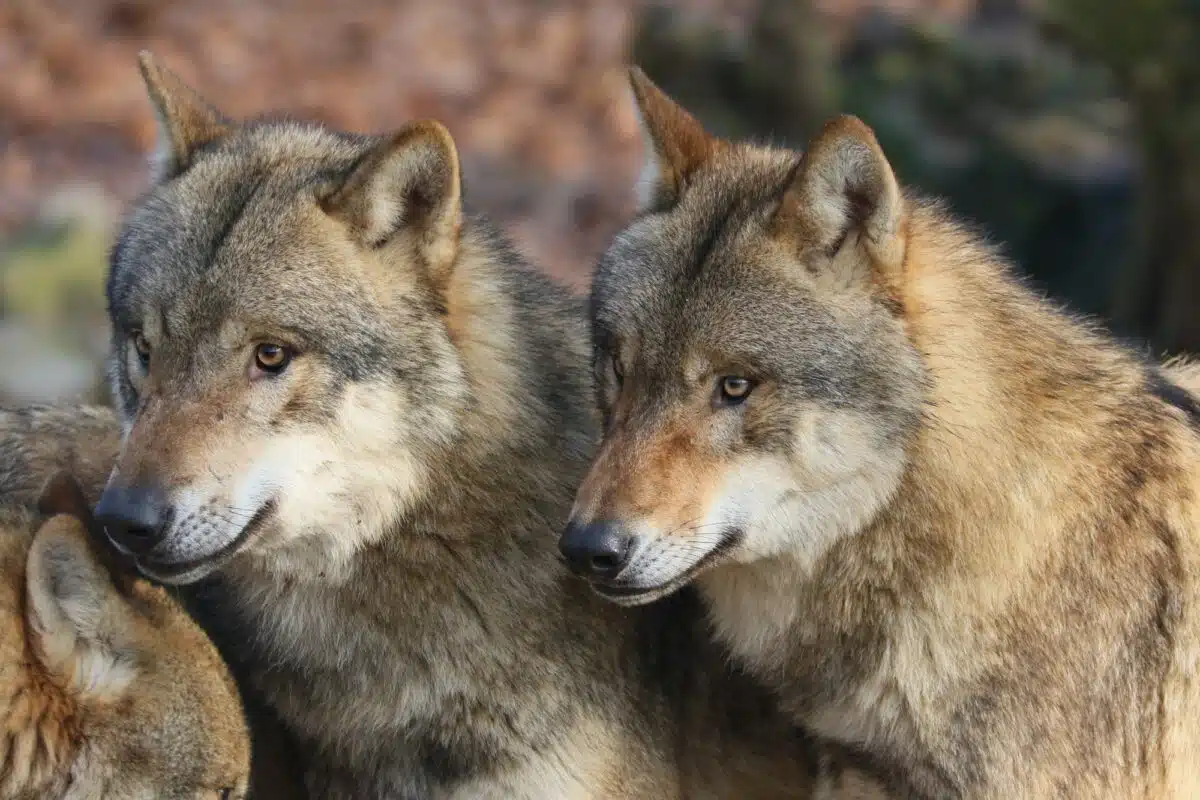 Grey wolf
