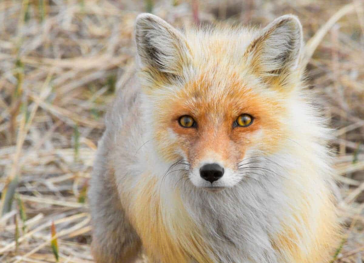 Red fox 