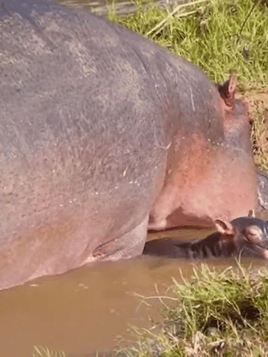 Watch an Adorable Baby Hippo Play with its Mother