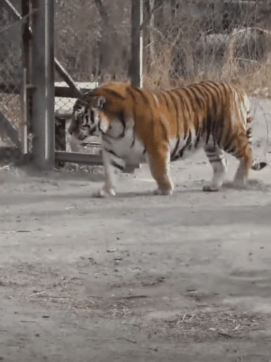 Watch: Huge Male Siberian Tiger Scare off a Group of Tigers