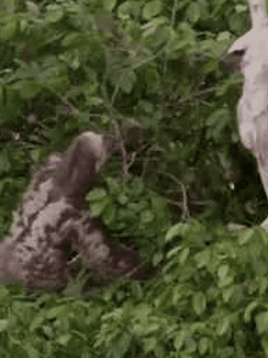 Sloth vs Young Harpy Eagle
