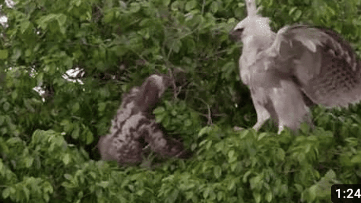 Sloth vs Young Harpy Eagle