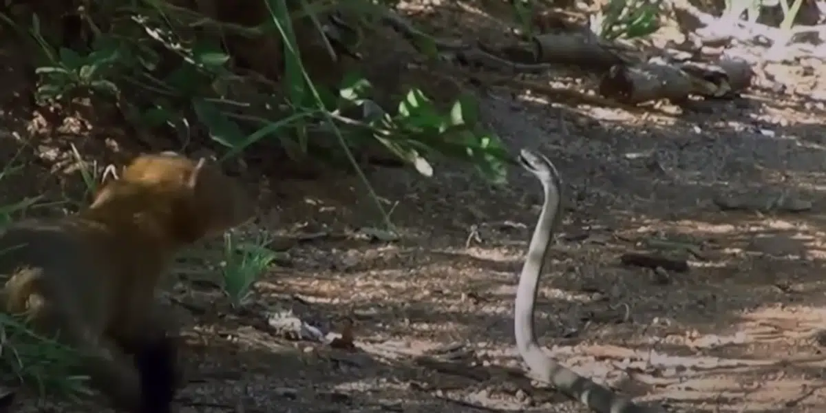 The Epic Battle Between the Black Mamba and a Mongoose - Animals Around The Globe
