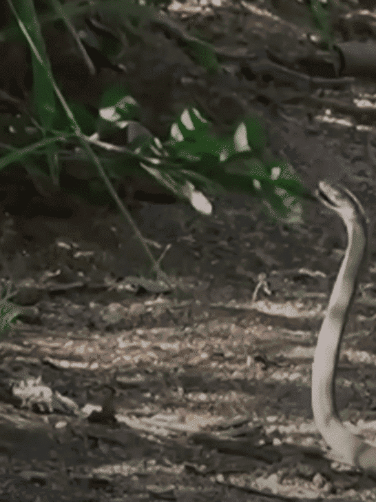 Mongoose Meets One Of The Deadliest Snakes Alive