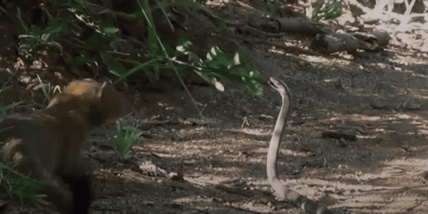 Mongoose Meets One Of The Deadliest Snakes Alive