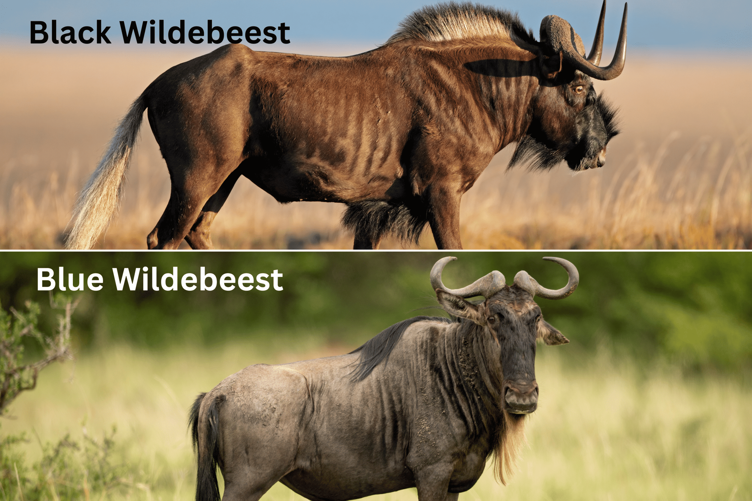 Ruminant Animals - Animals Around The Globe