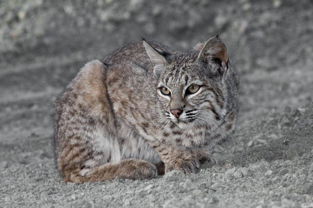 close up of bobcat 