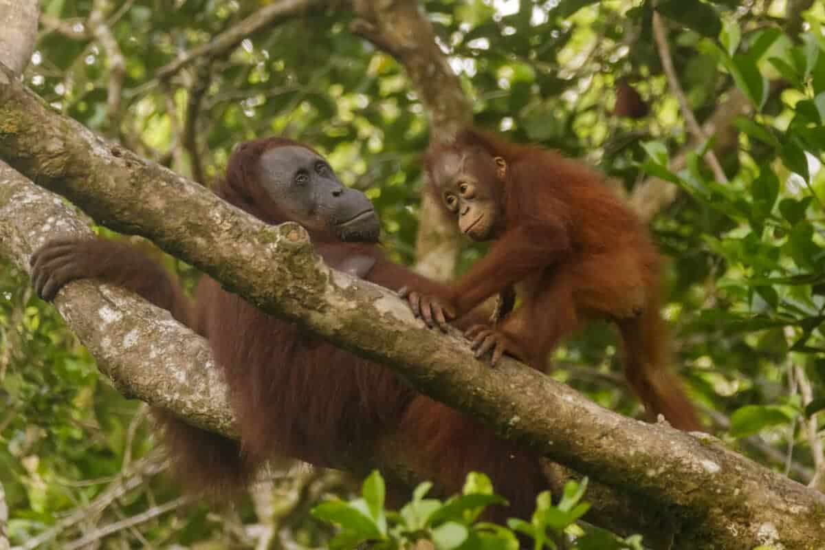 Orangutan National Park  