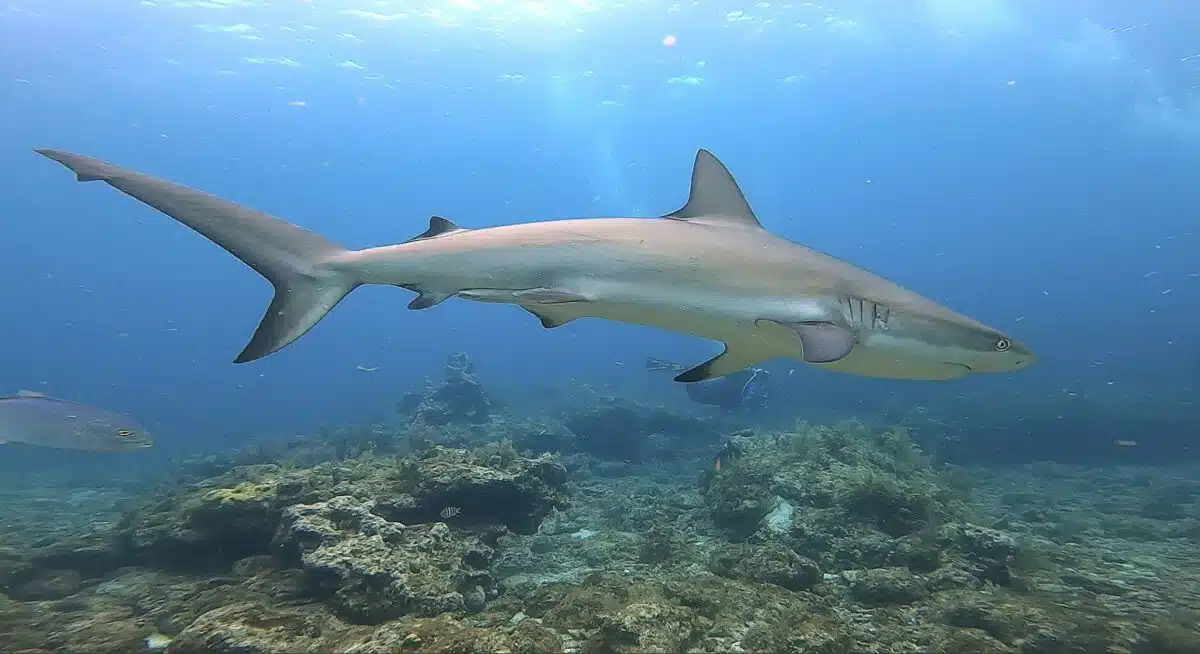 caribbean reef shark