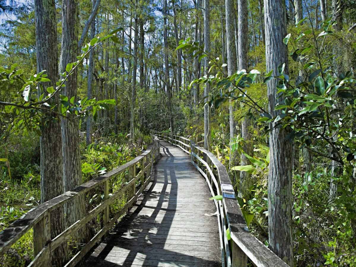 Corkscrew Swamp Sanctuary, Florida