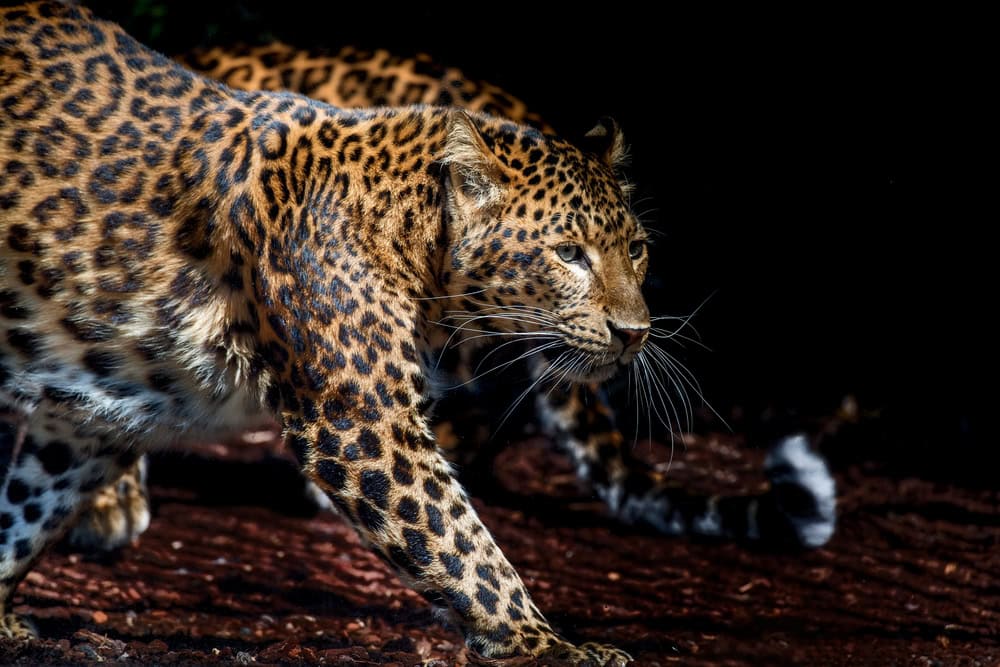 north chinese leopard close up