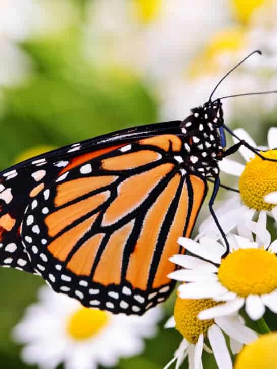 The Best States to Witness Migrating Monarch Butterflies