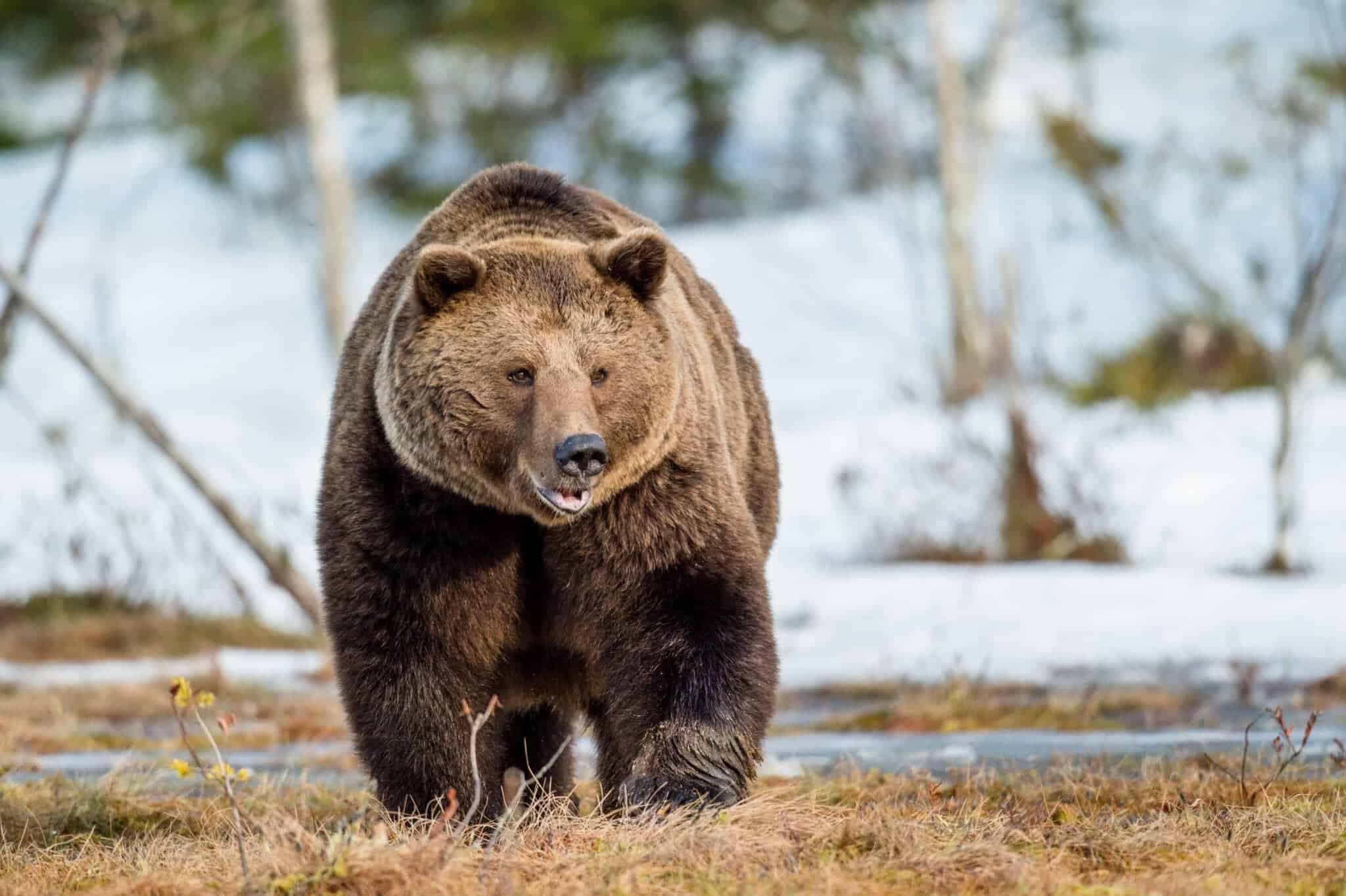 'Ursa-y' Delicious Momentum Communes Inter hominem et Ursum - Animalia ...