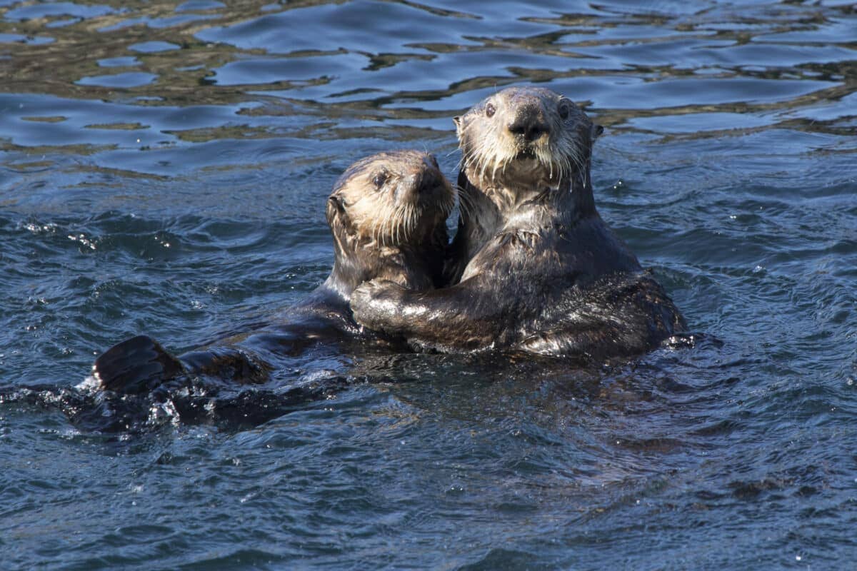 sea otter