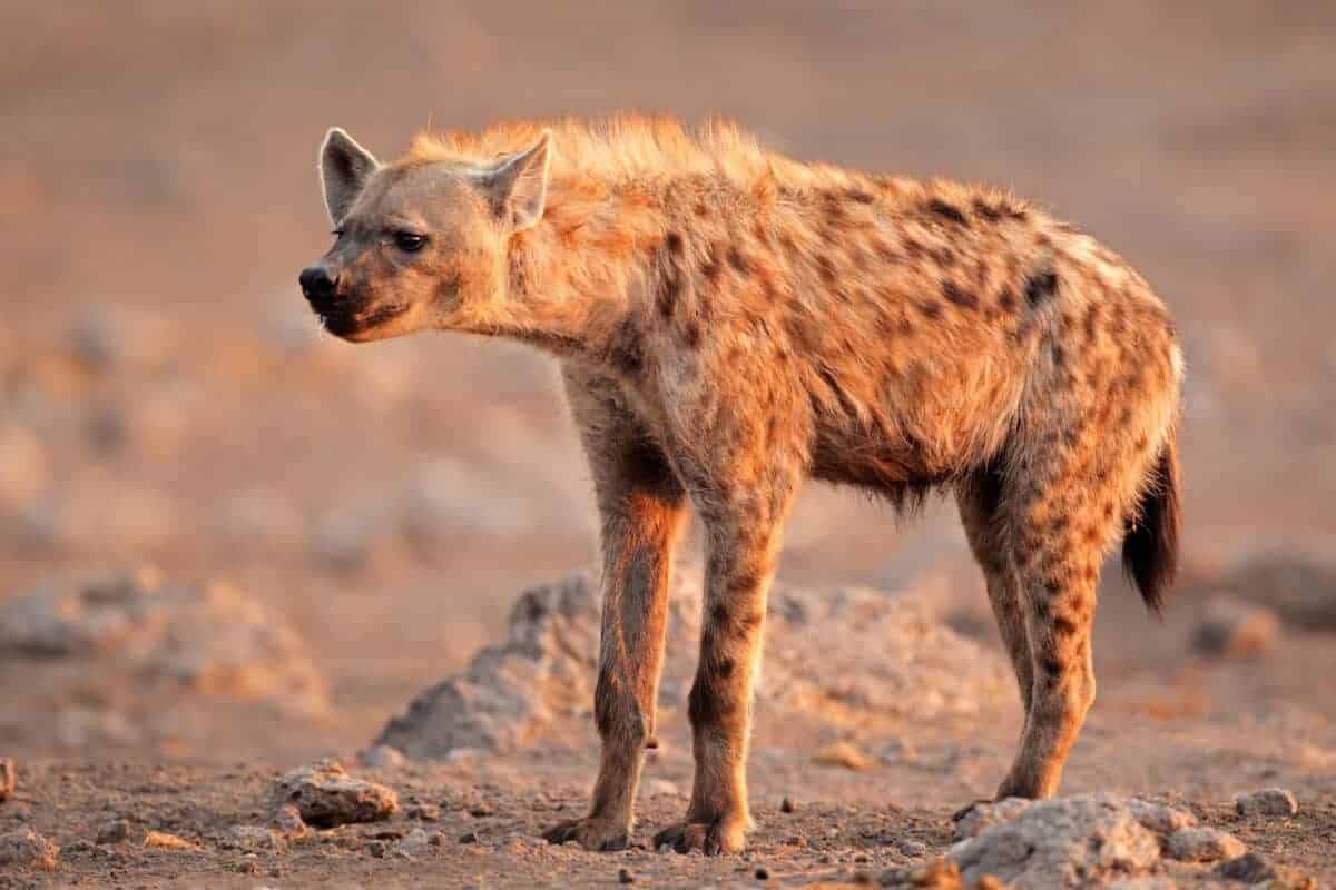 hyena