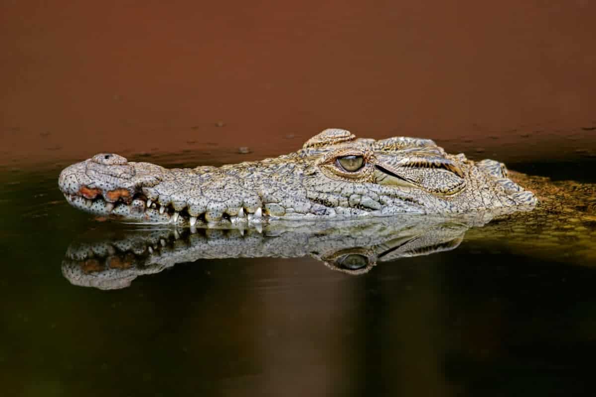 Crocodile swimming 