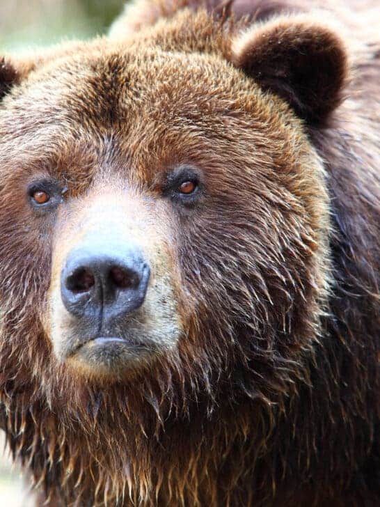 How To Protect Yourself From A Brown Bear in US