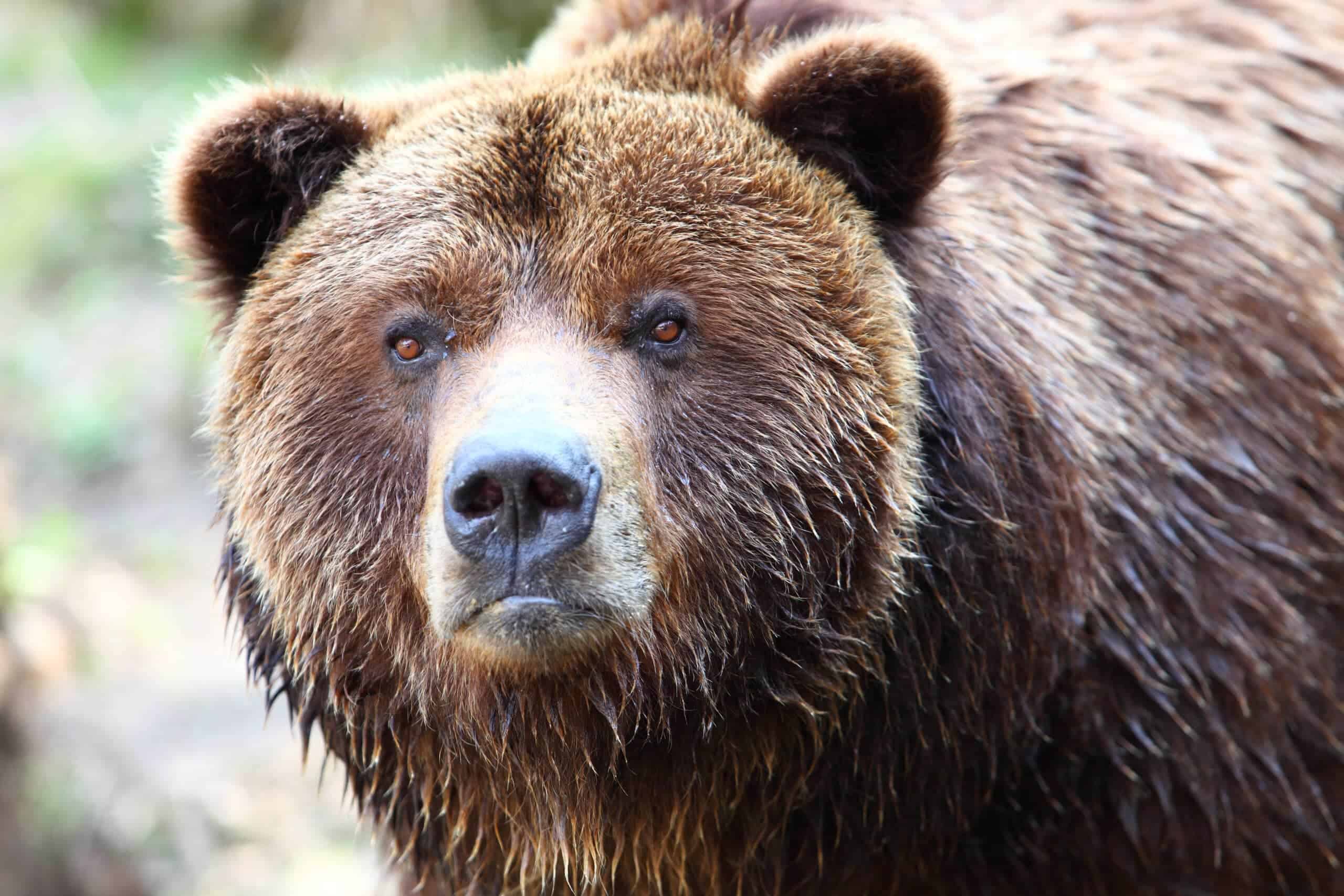 Close-up of brown bear. Image: Depositphotos.