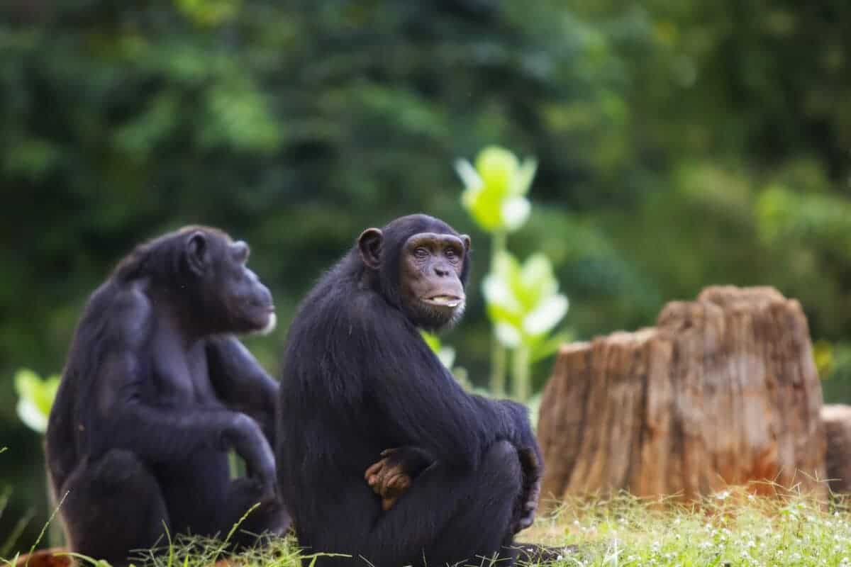 Chimpanzee sitting relaxing 
