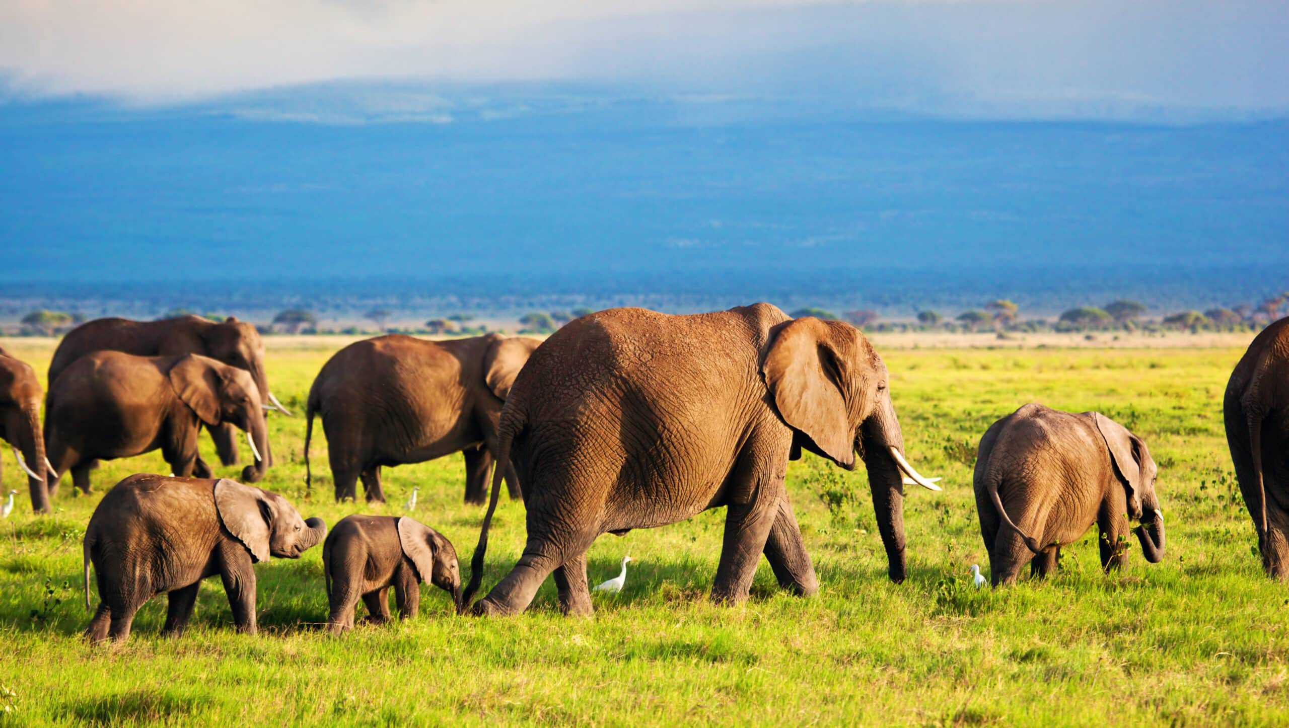 Elephant family