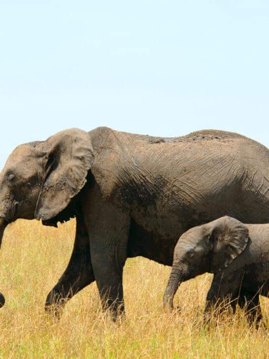 10 Animals That Mourn and Grieve