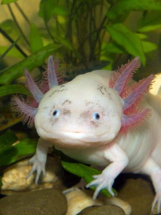 7 Animals That Can Regenerate Body Parts