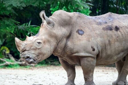 10 Places in the World Where You Can See Wild Rhinos
